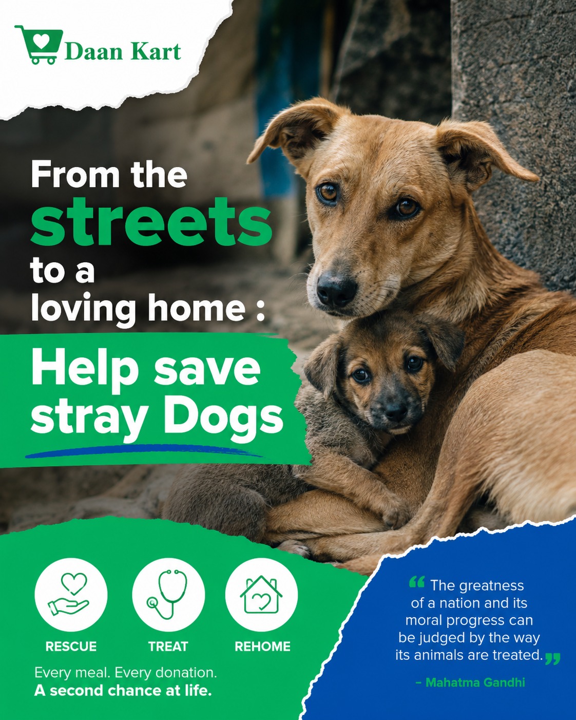 From the Streets to a Loving Home: Help Save Stray Dogs photo 1